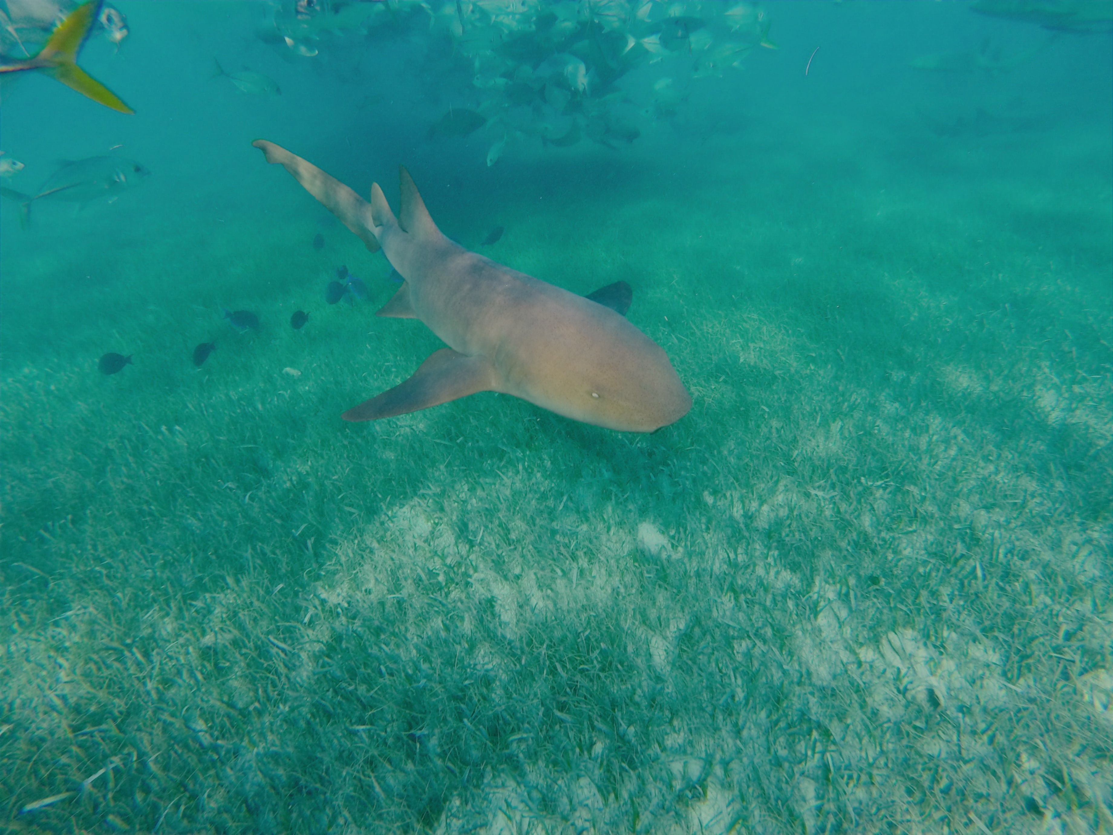 Marine environmental survey and coastal habitat