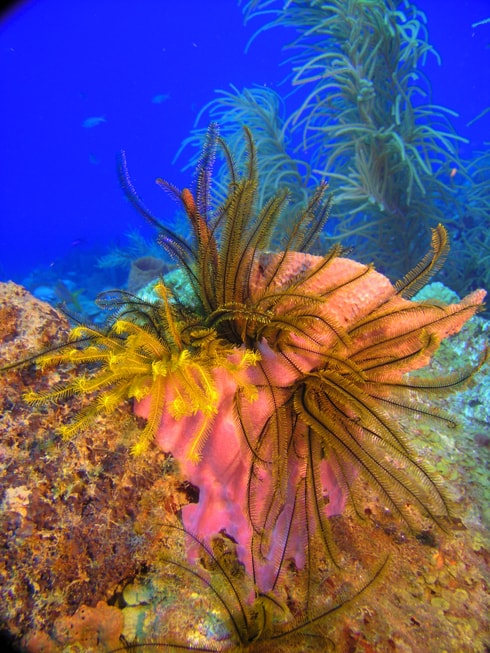 Deep sea marine research expedition