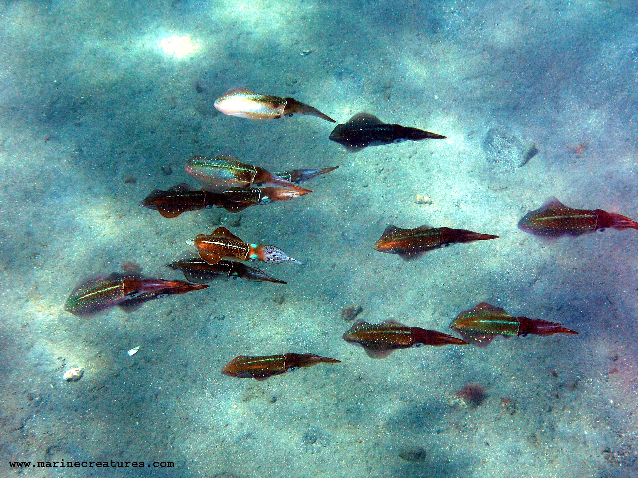 Marine expedition in an international coastal environment