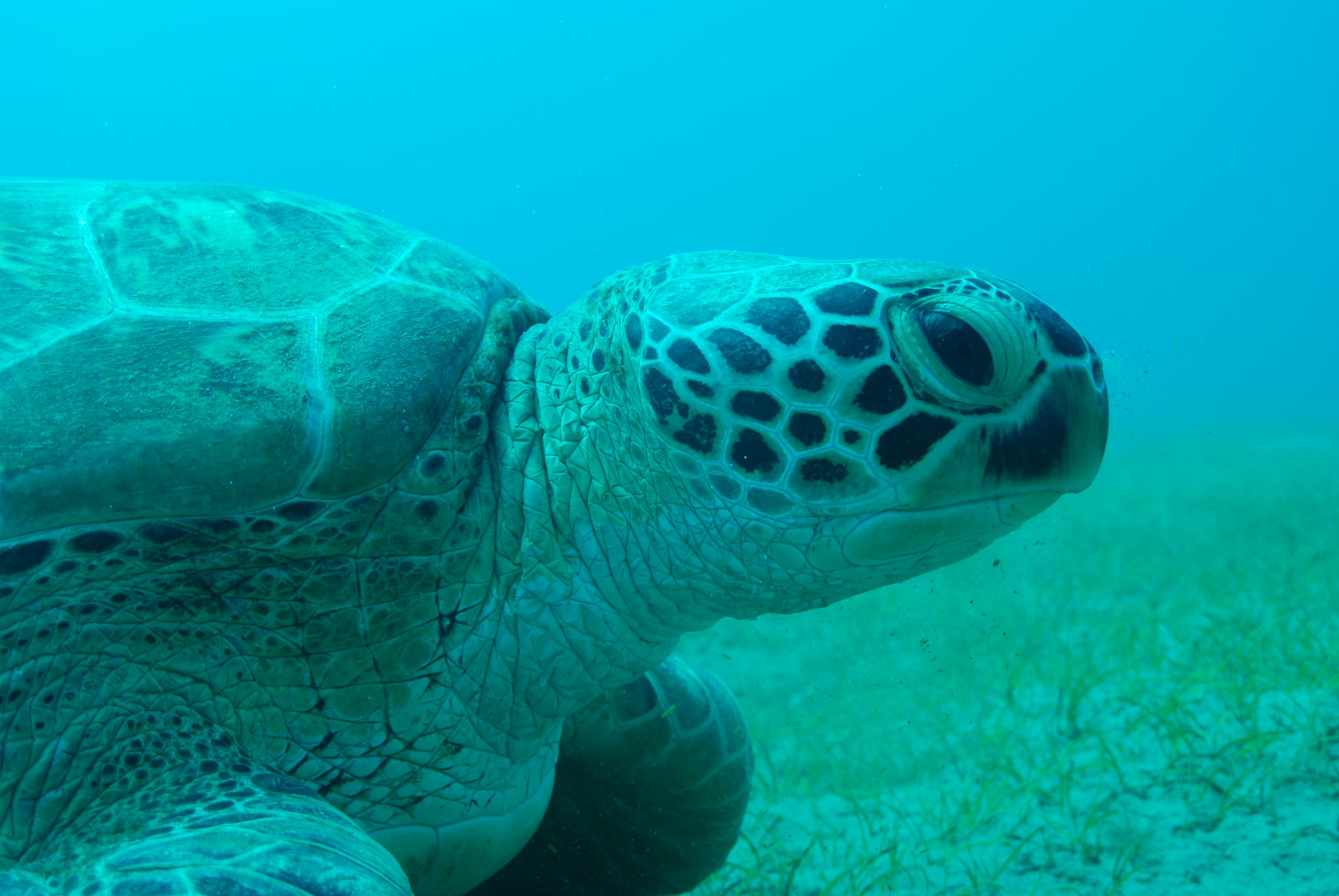 Marine biologist Rowan Byrne exploring the marine environment