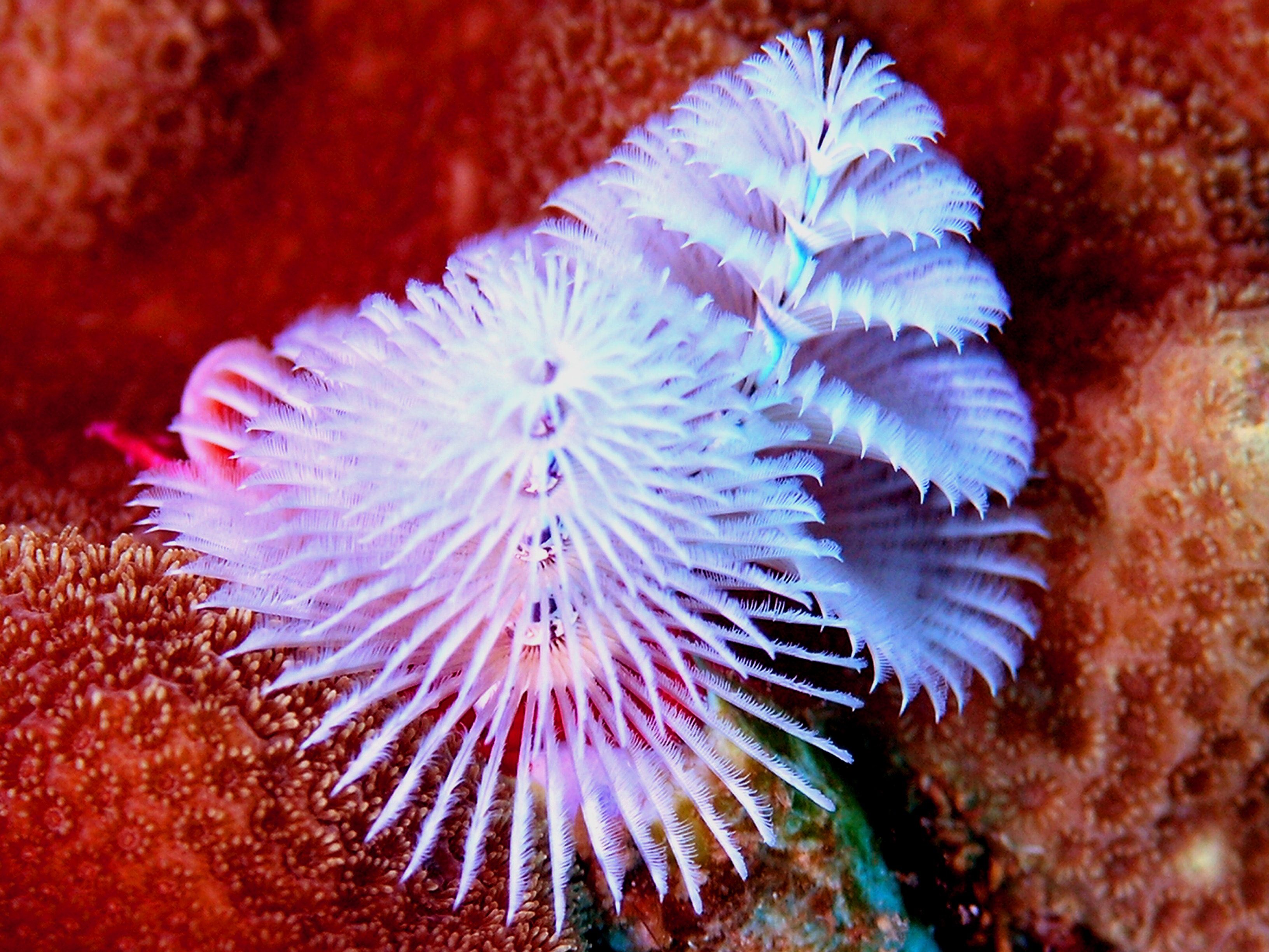 Rowan Byrne marine biologist and photographer