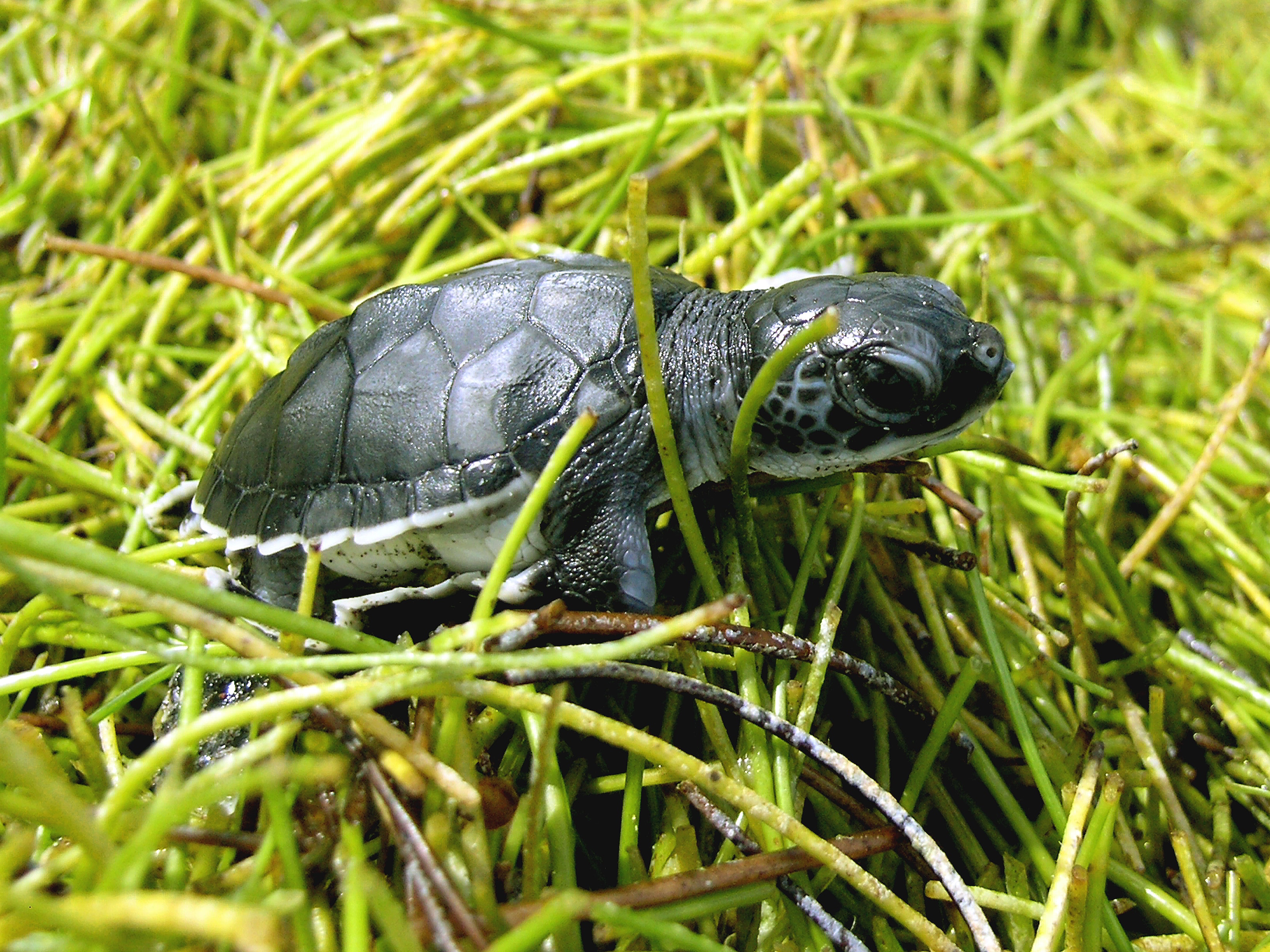 Marine biologist conducting environmental fieldwork