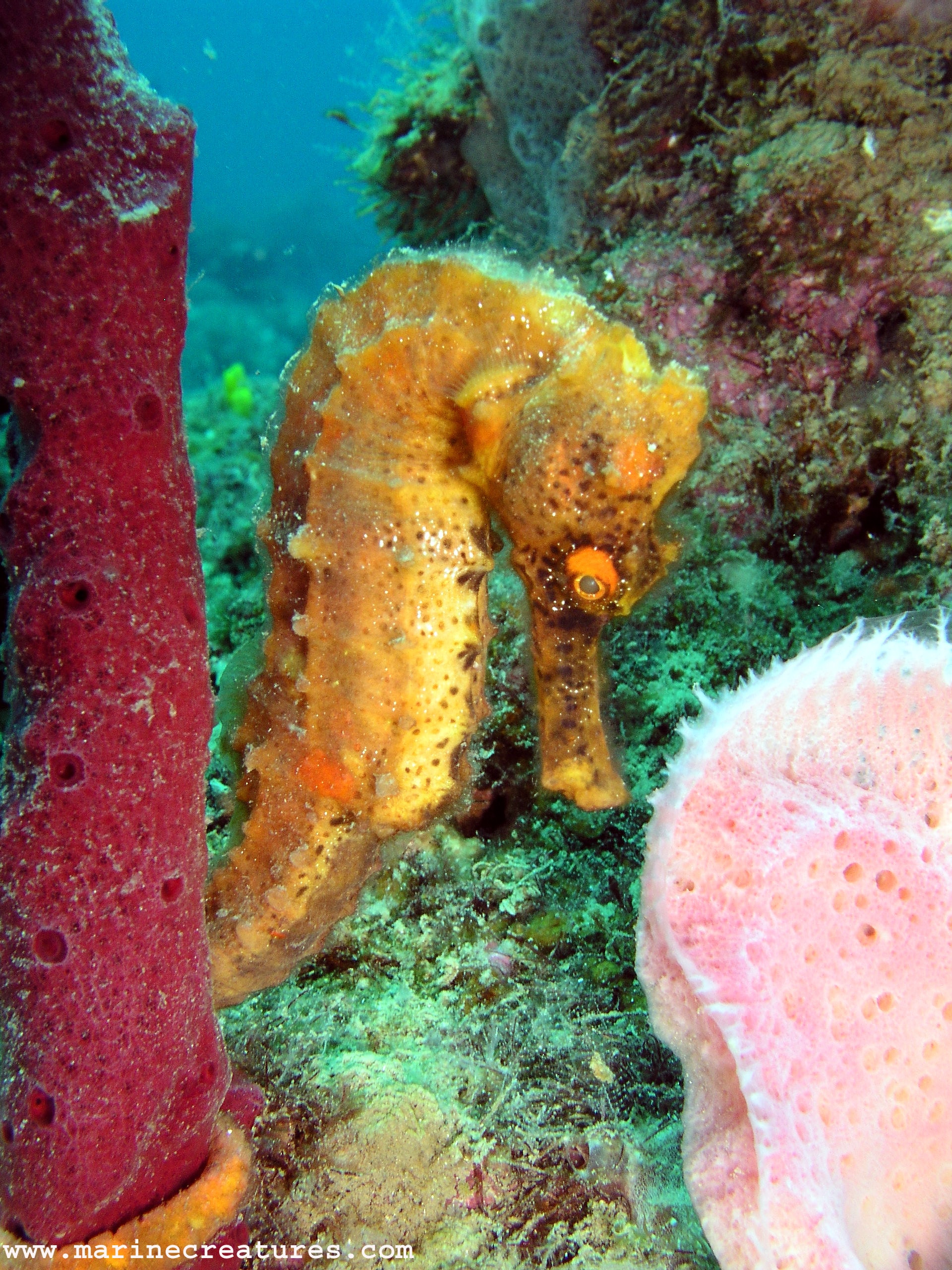 Marine wildlife underwater photography