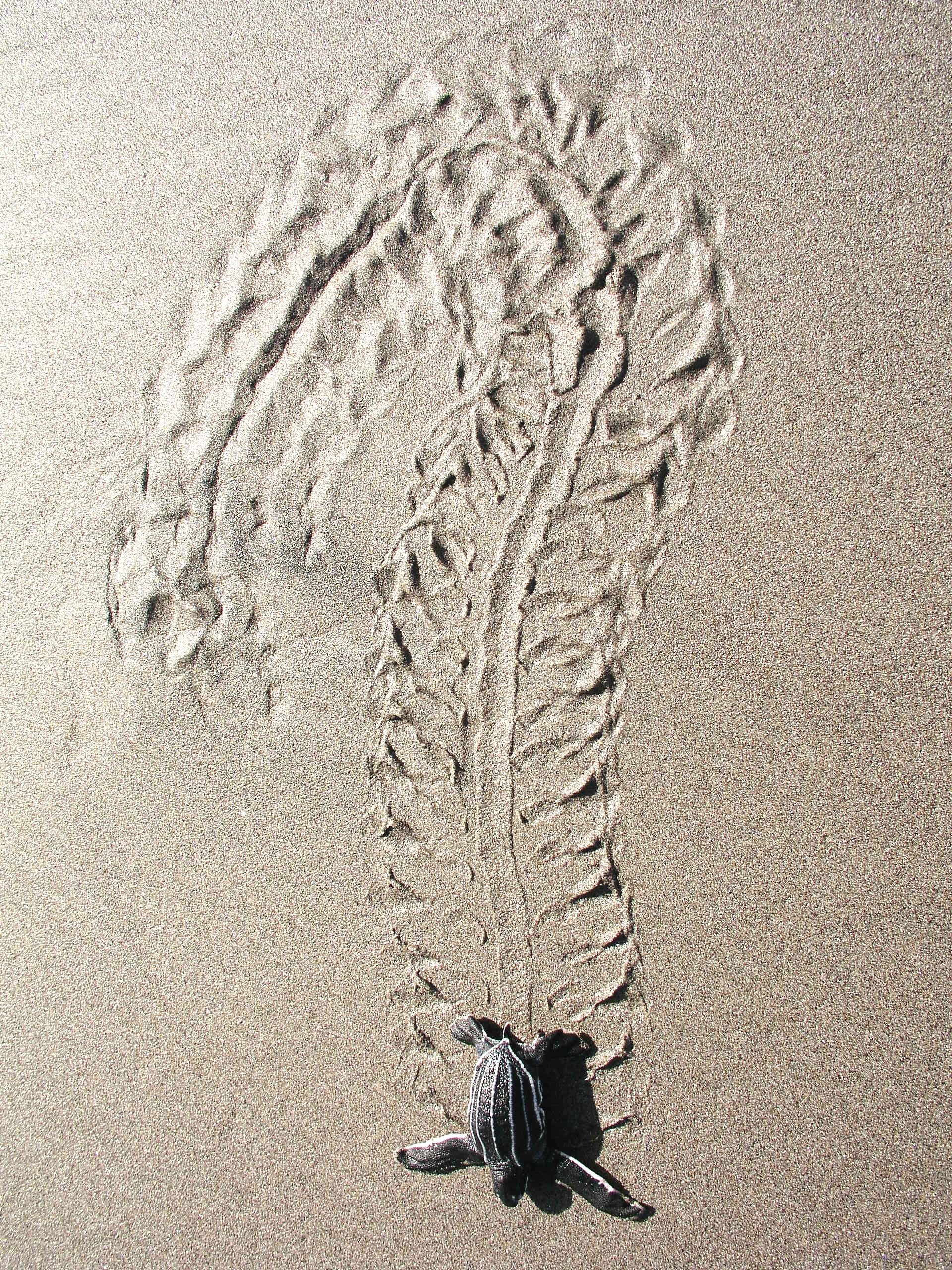 Leatherback sea turtle hatchling tracks on Rosalie Beach, Dominica — photograph by Rowan Byrne