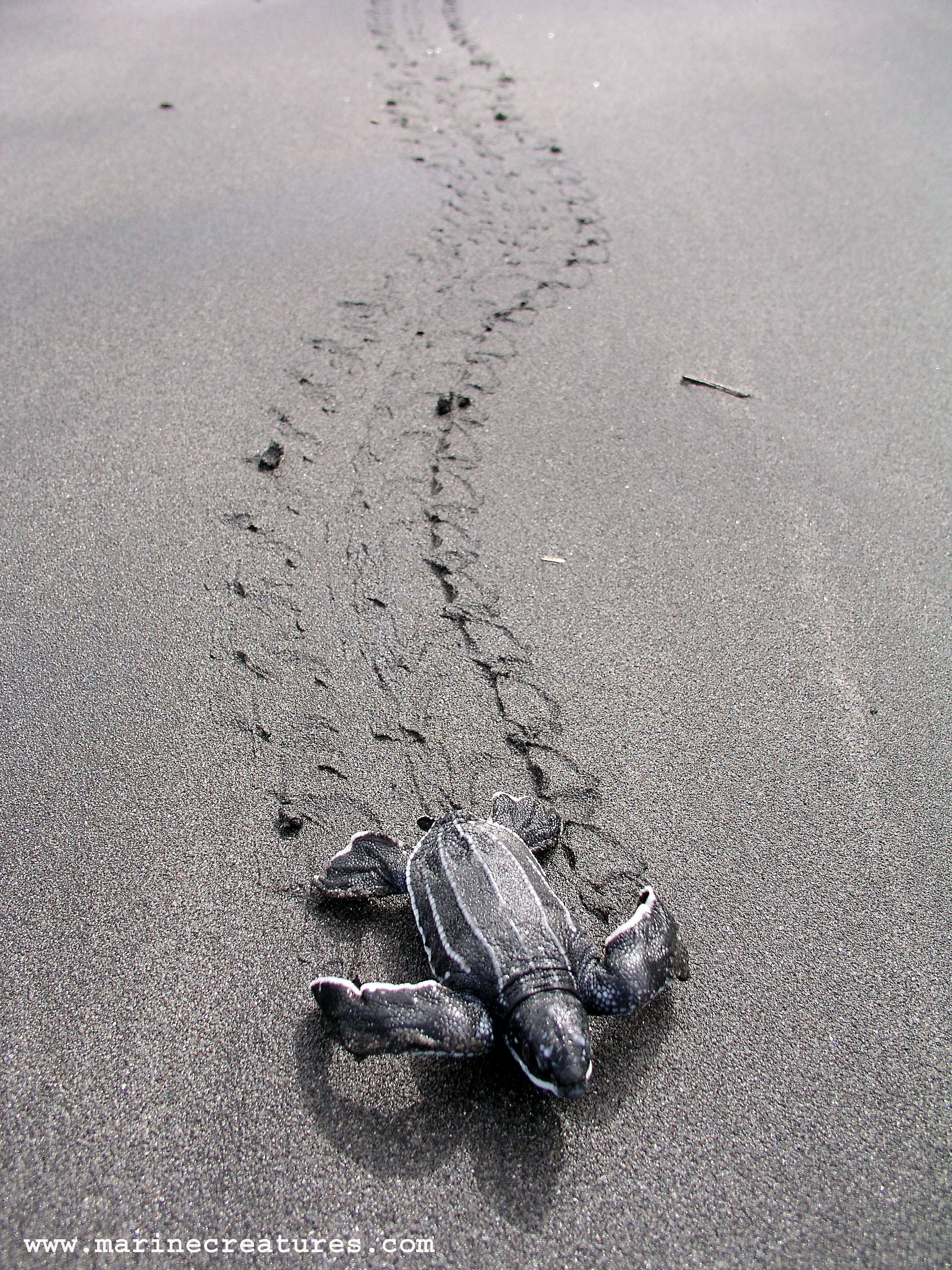 Leatherback Hatchlings, Dominica