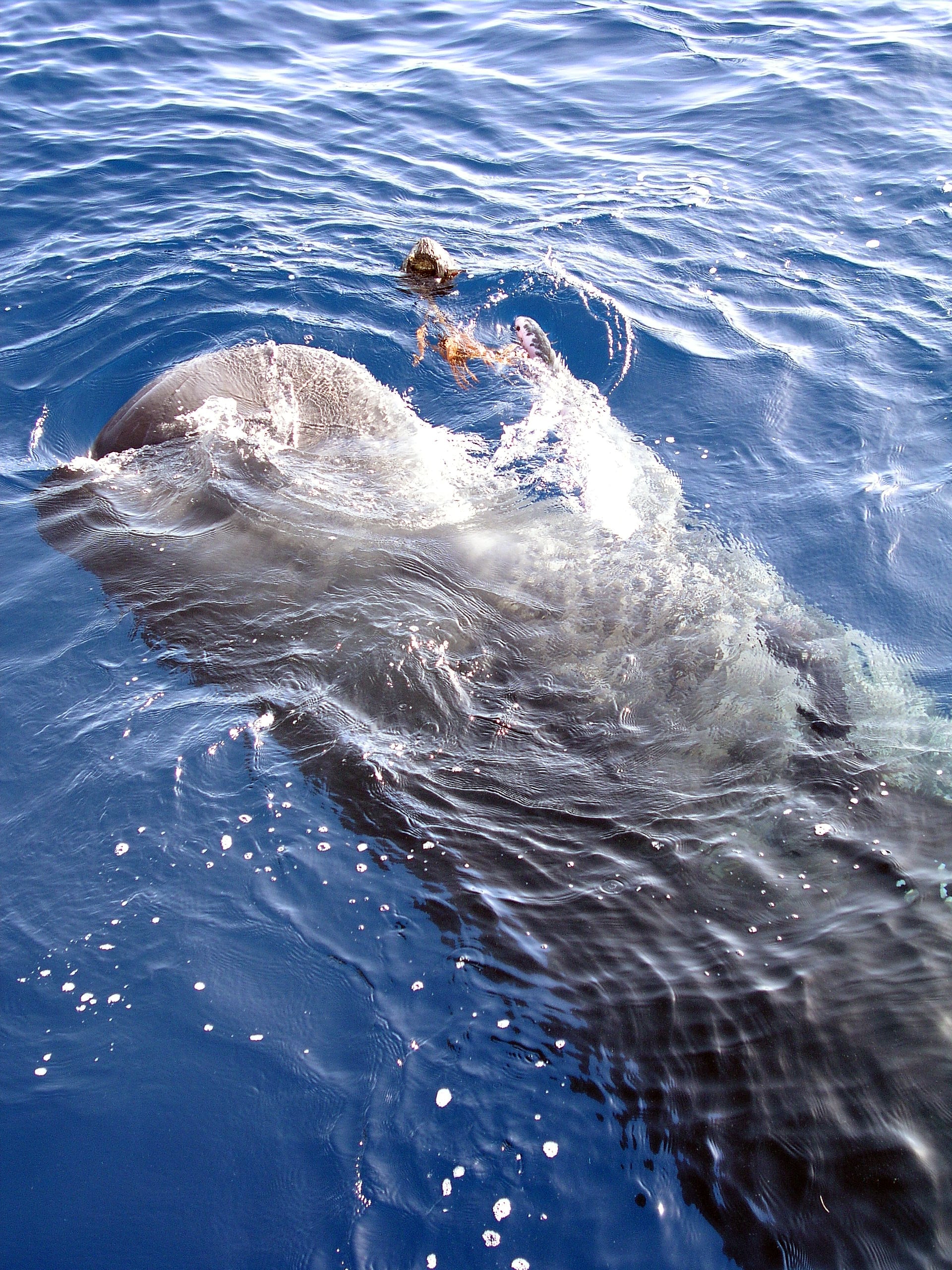 Sperm whale — available as fine art print