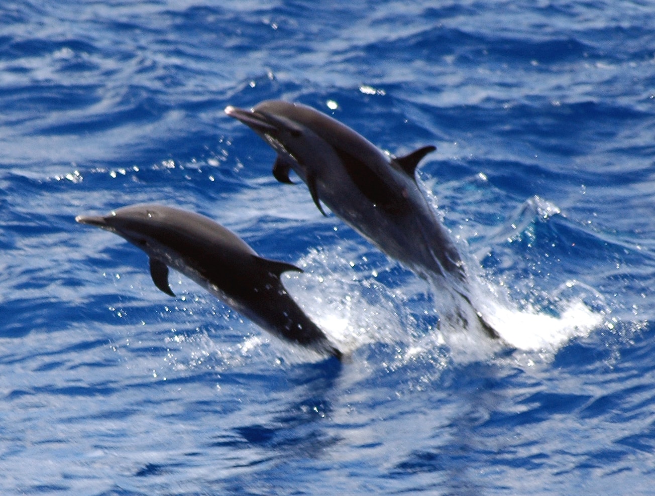 Striped dolphins — available as fine art print