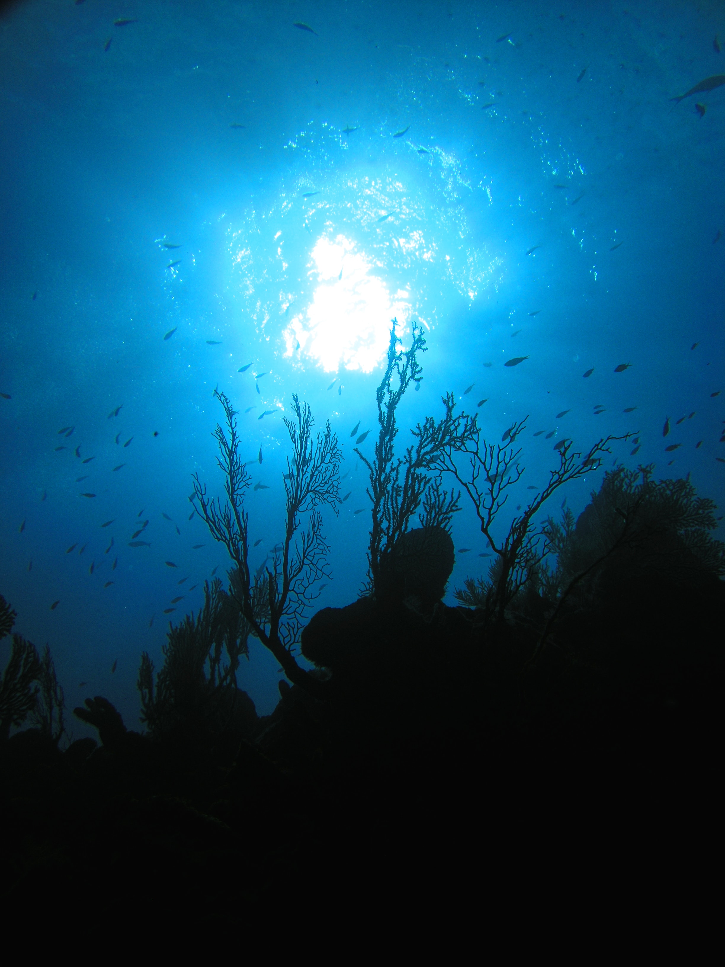 Diver ascending — available as fine art print