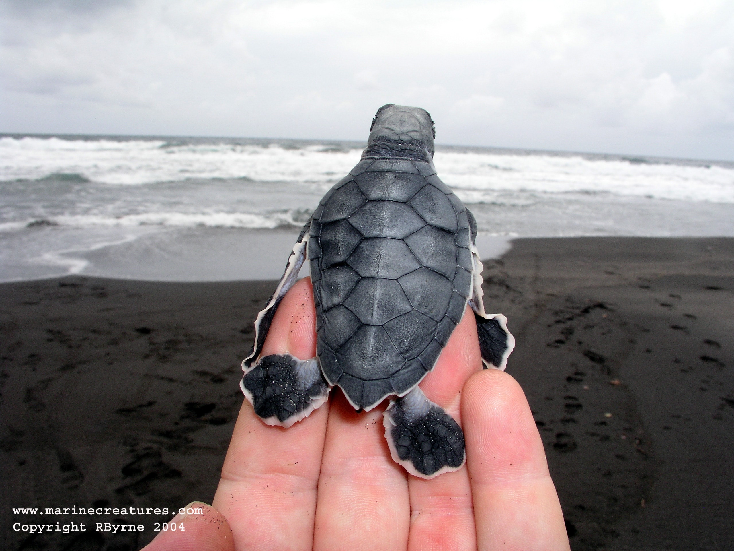 Hawksbill Hatchlings, Dominica