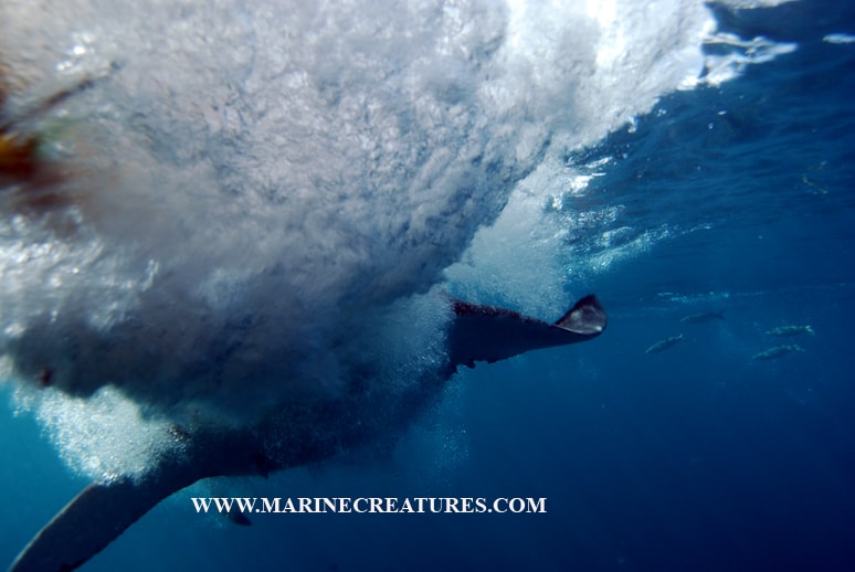 Great white shark diving South Africa — Rowan Byrne marine biologist.