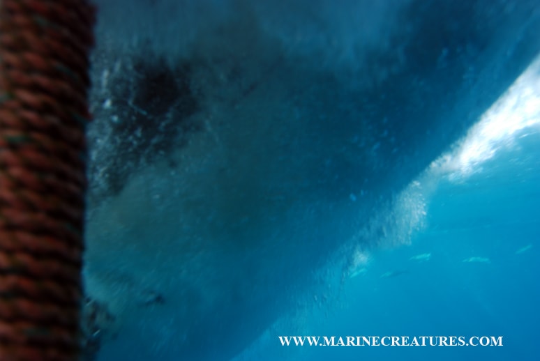 Great white shark close-up underwater — Rowan Byrne marine wildlife photography.